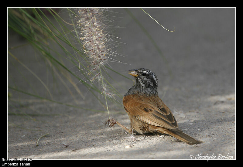 House Bunting male, identification