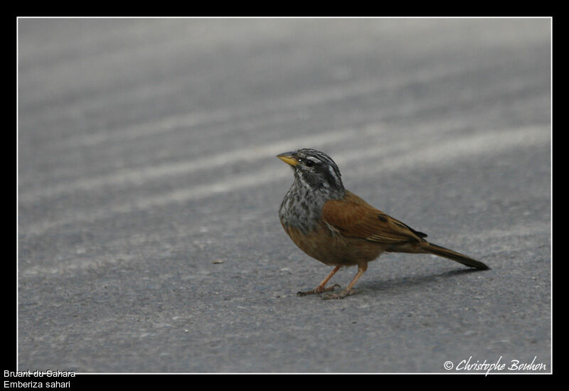 Bruant du Sahara mâle, identification