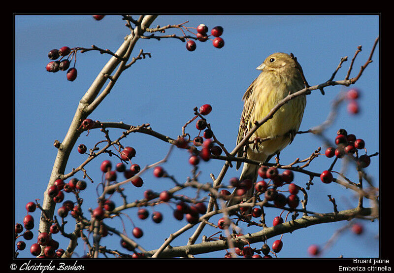 Bruant jaune