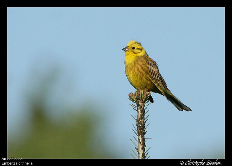 Yellowhammer