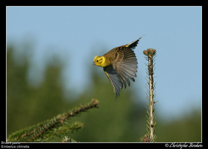 Yellowhammer