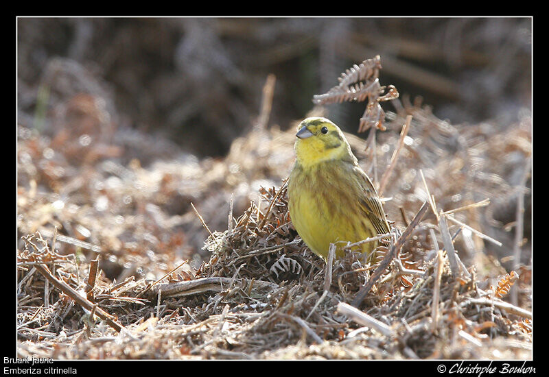 Bruant jaune, identification