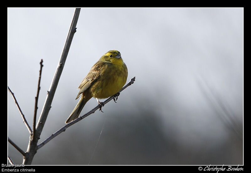 Bruant jaune, identification