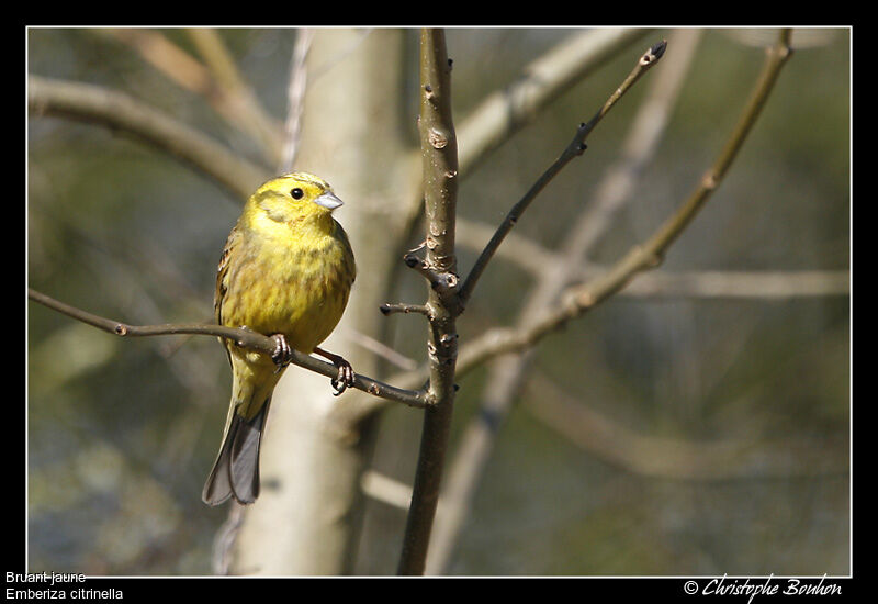 Bruant jaune, identification, Comportement