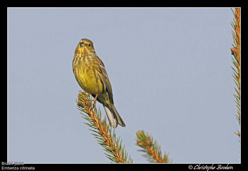 Yellowhammer, identification