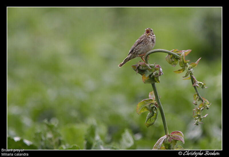 Corn Bunting, song