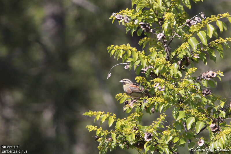 Cirl Bunting