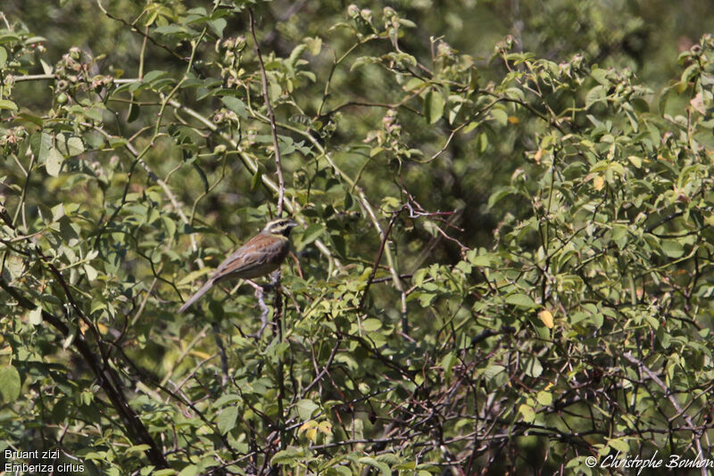 Cirl Bunting