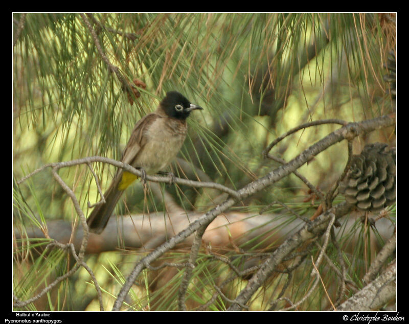 Bulbul d'Arabie mâle adulte