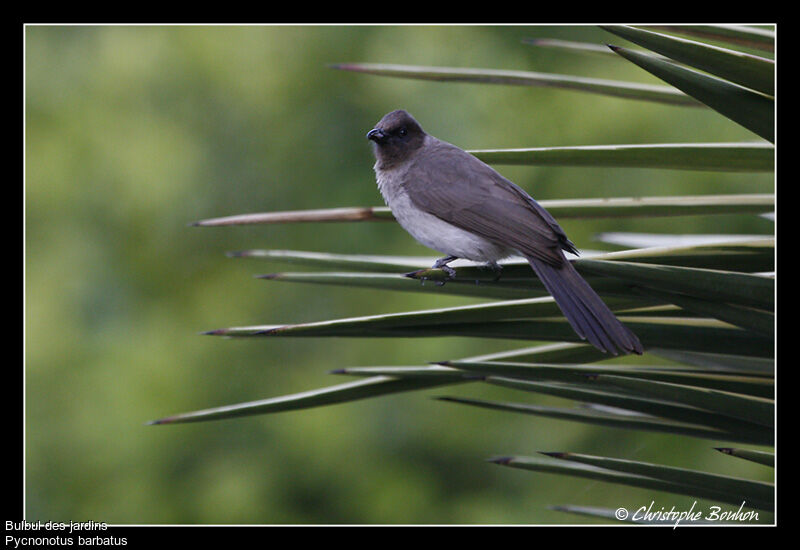 Bulbul des jardins, identification