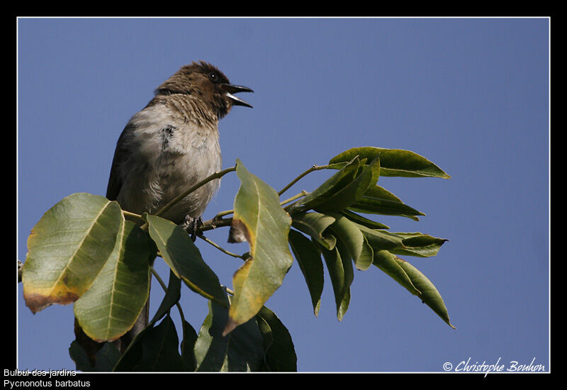 Bulbul des jardins