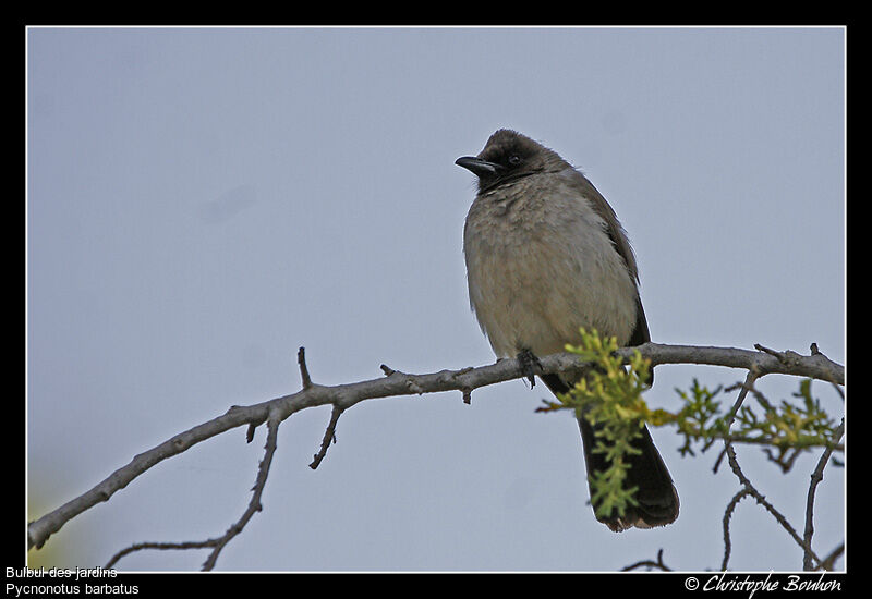 Bulbul des jardins, identification