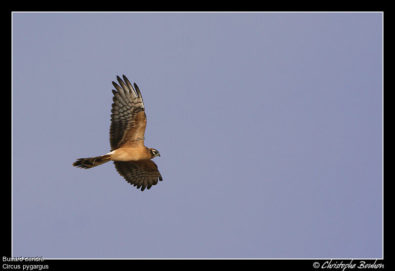 Montagu's Harrierjuvenile