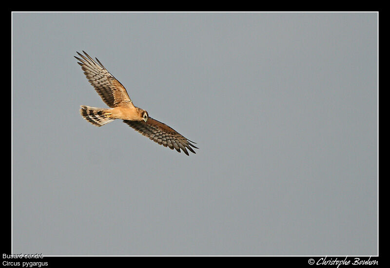 Montagu's Harrierjuvenile