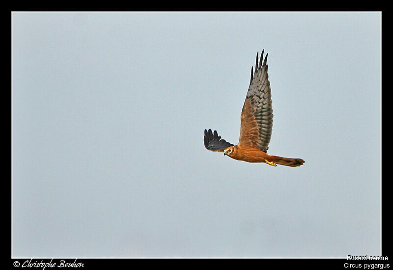 Montagu's Harrier