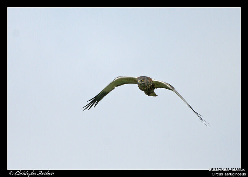 Western Marsh Harrier