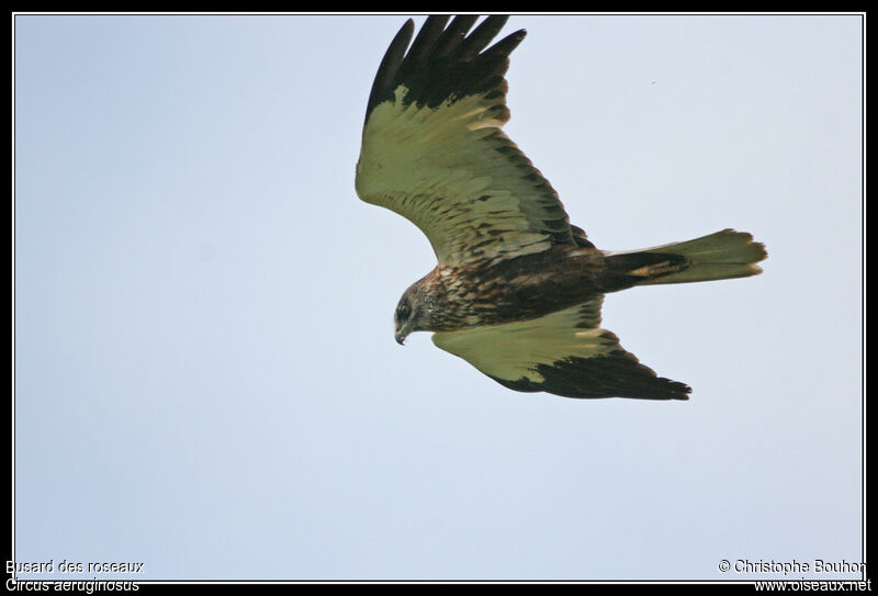 Western Marsh Harrier