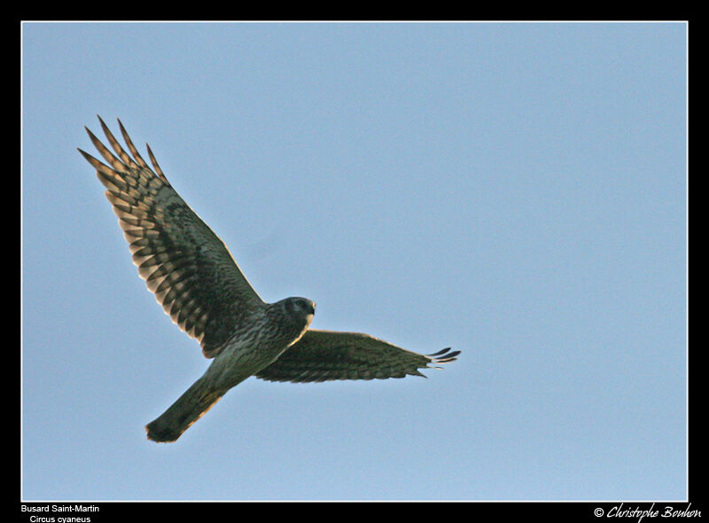 Hen Harrier