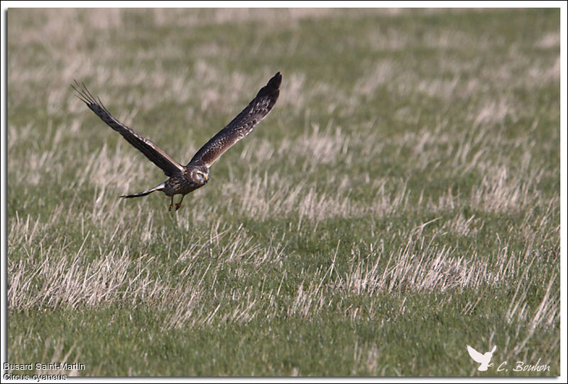 Hen Harrier, Flight, Behaviour