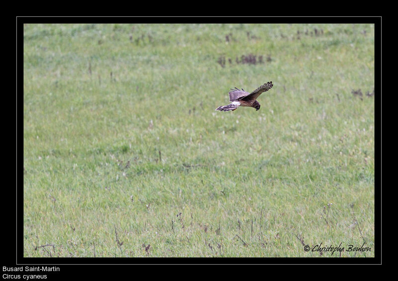 Hen Harrier, Flight