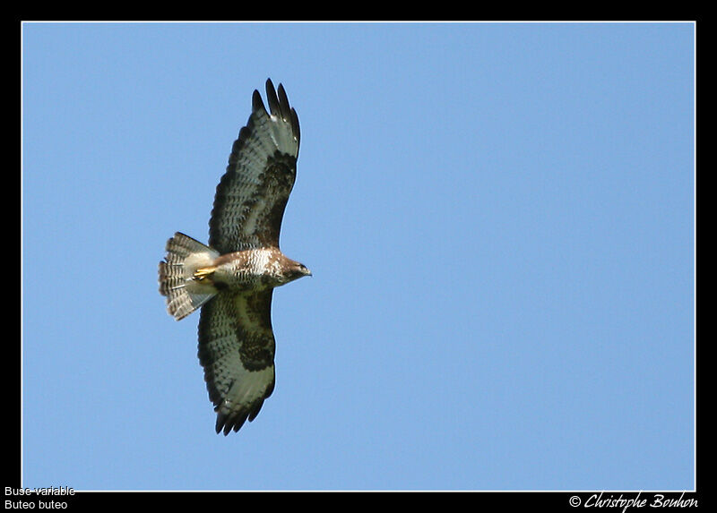 Common Buzzard