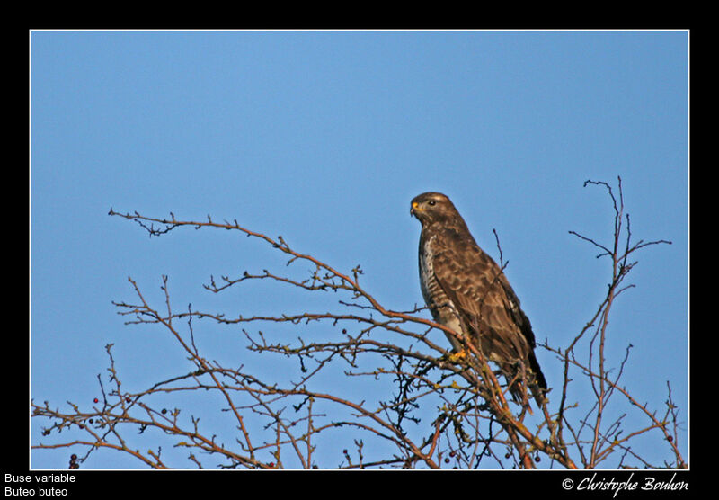 Buse variable