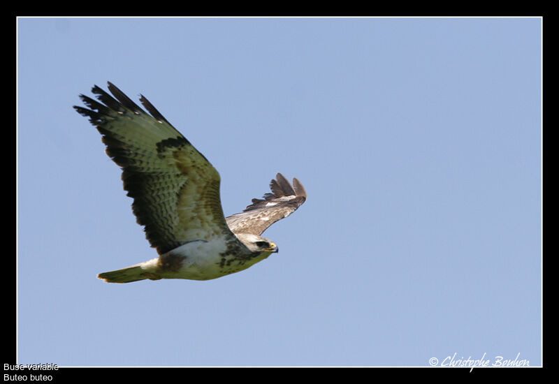 Common Buzzard, Flight