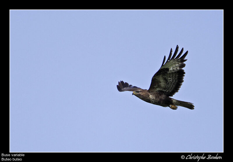 Common Buzzard, Flight