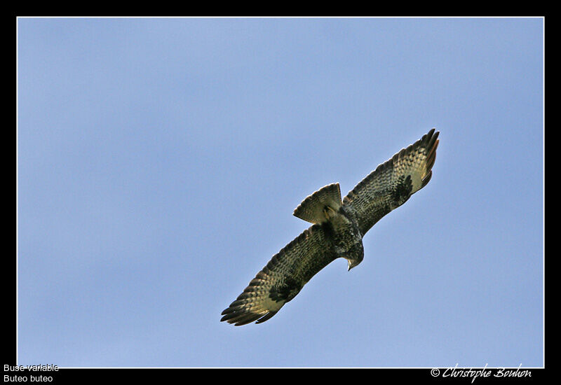 Common Buzzard, Flight