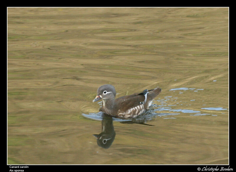 Wood Duck