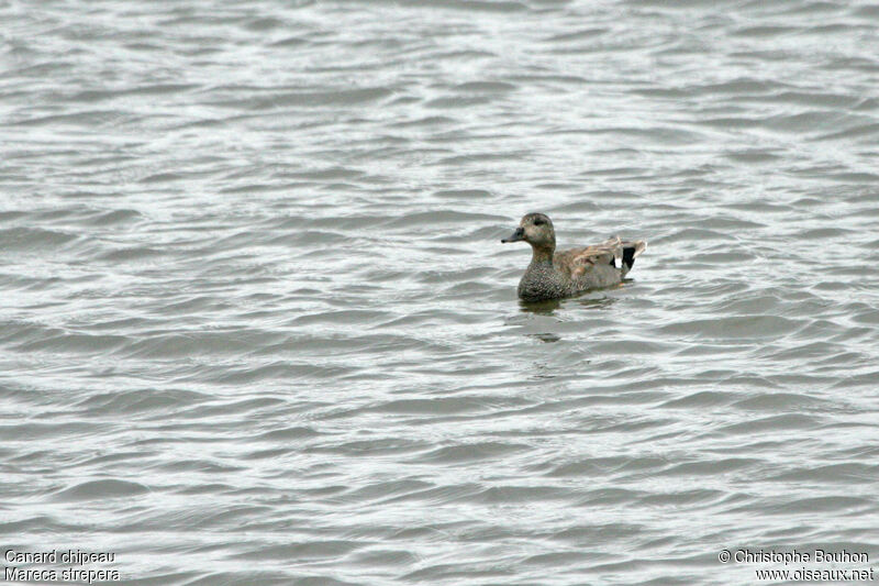 Canard chipeau