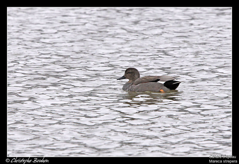 Gadwall, identification