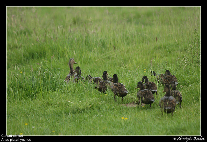 Canard colvert