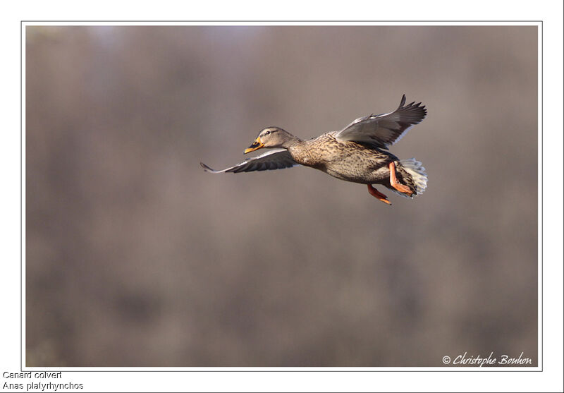 Canard colvert femelle, Vol