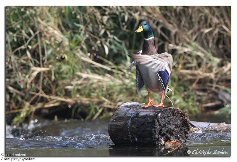 Mallard male, identification, Behaviour