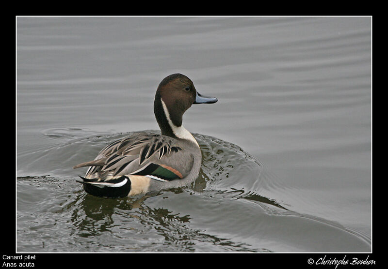 Canard pilet mâle