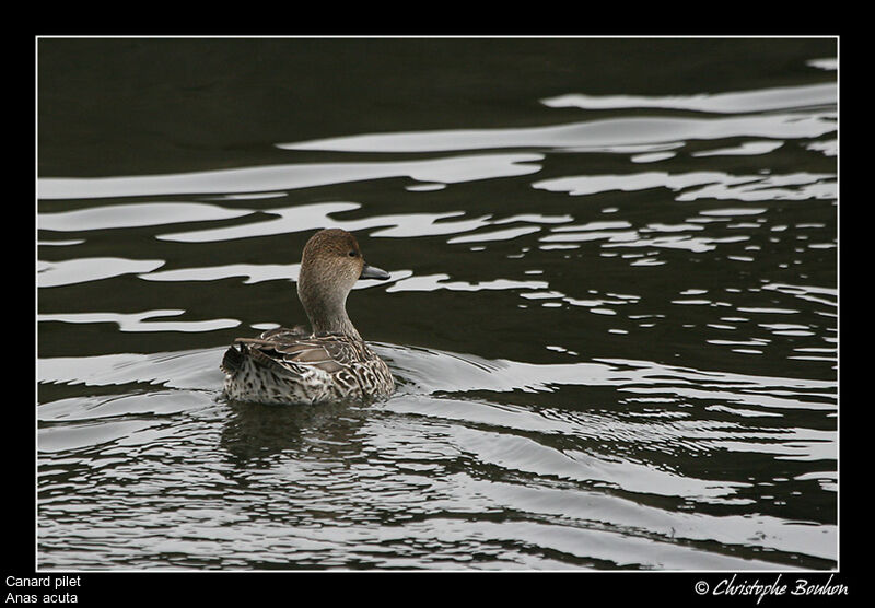 Canard pilet femelle