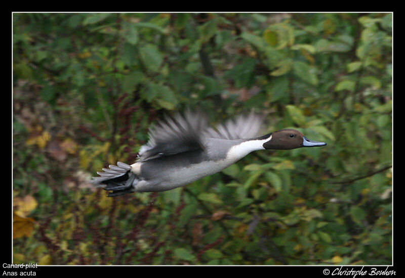 Canard pilet mâle