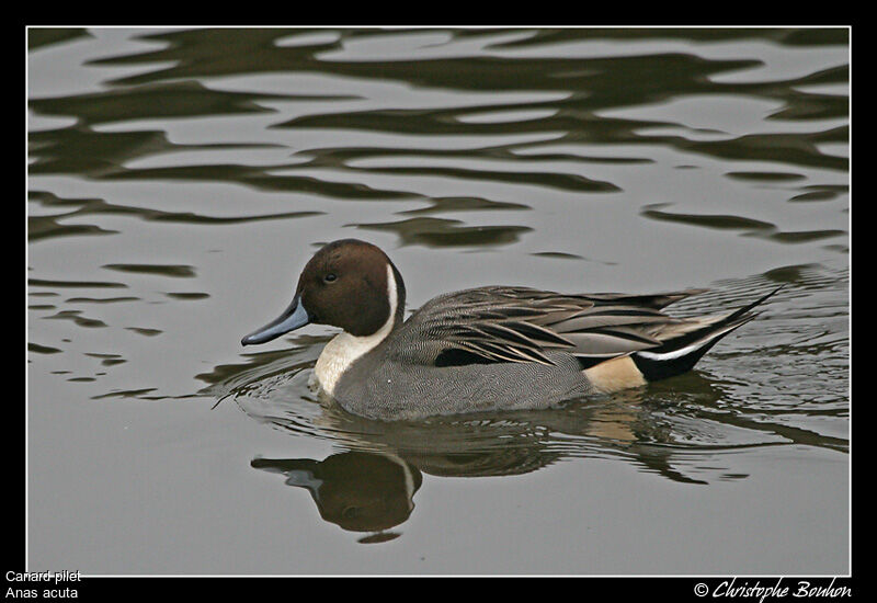 Canard pilet mâle