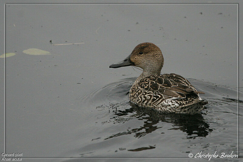 Canard pilet