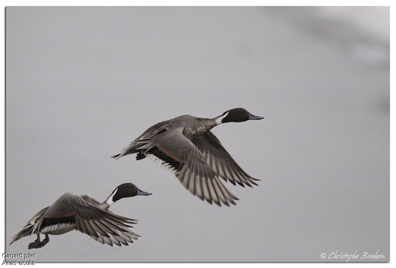 Northern Pintail, Flight