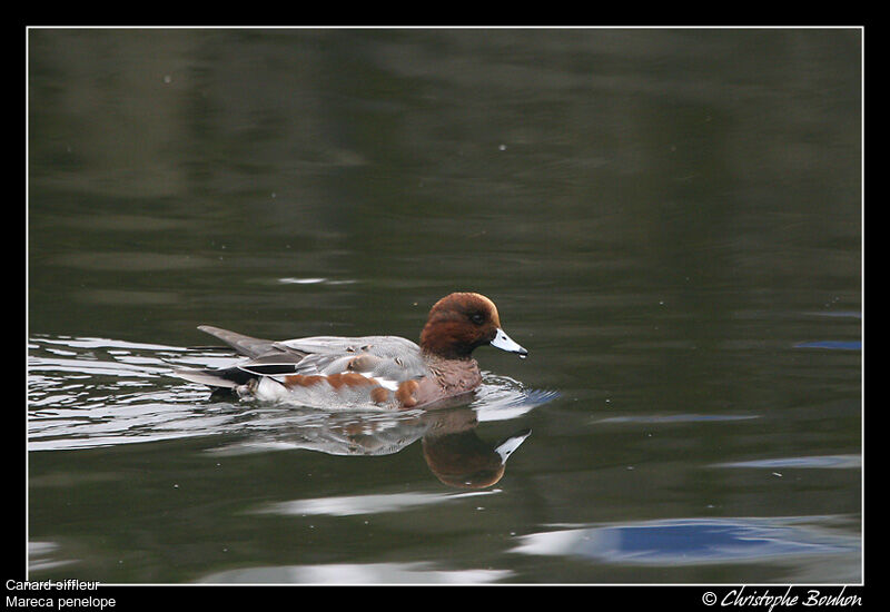 Eurasian Wigeon