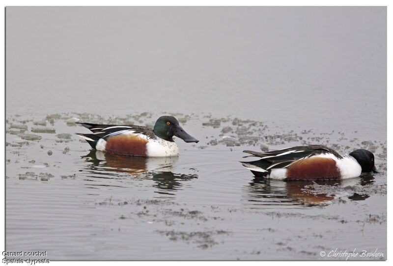 Northern Shoveler male, identification