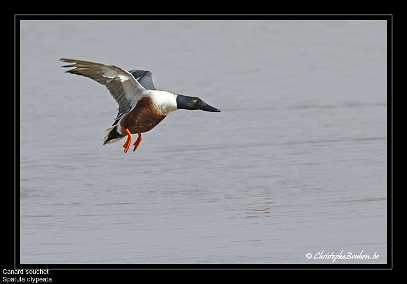 Canard souchet, chant