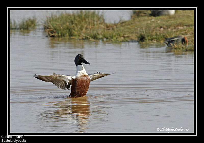 Northern Shoveler