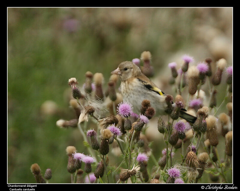 European Goldfinch