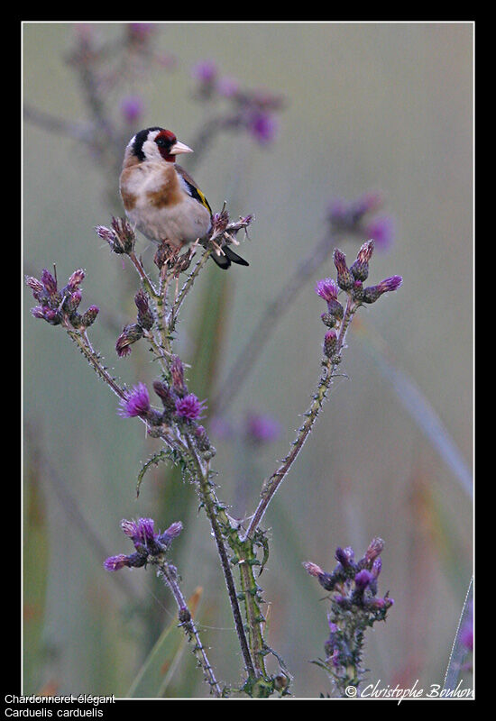 Chardonneret élégant, identification, régime