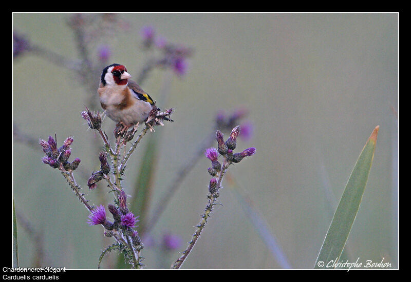 Chardonneret élégant, identification, régime