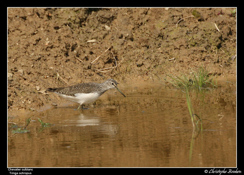 Green Sandpiper