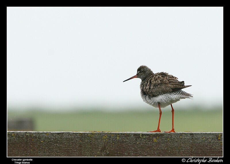 Common Redshank